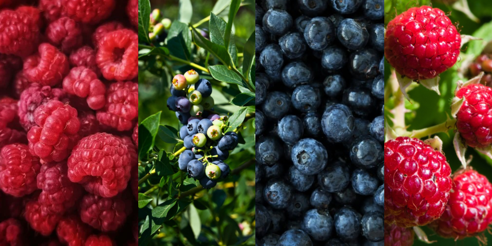 Blueberries rich in antioxidants - anti-inflammatory food for glowing skin