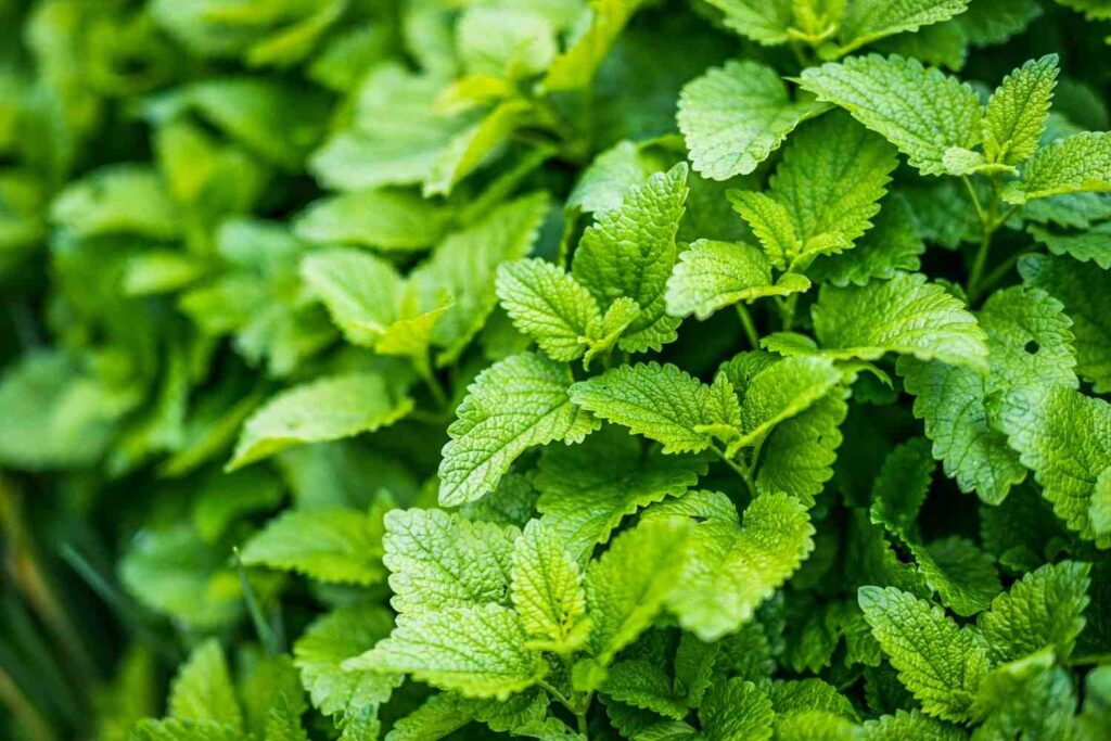 Fresh lemon balm leaves 