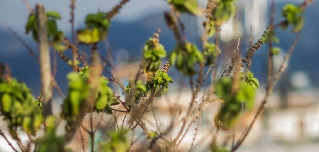 Fresh holy basil (Tulsi) plant with green and purple leaves in sunlight.