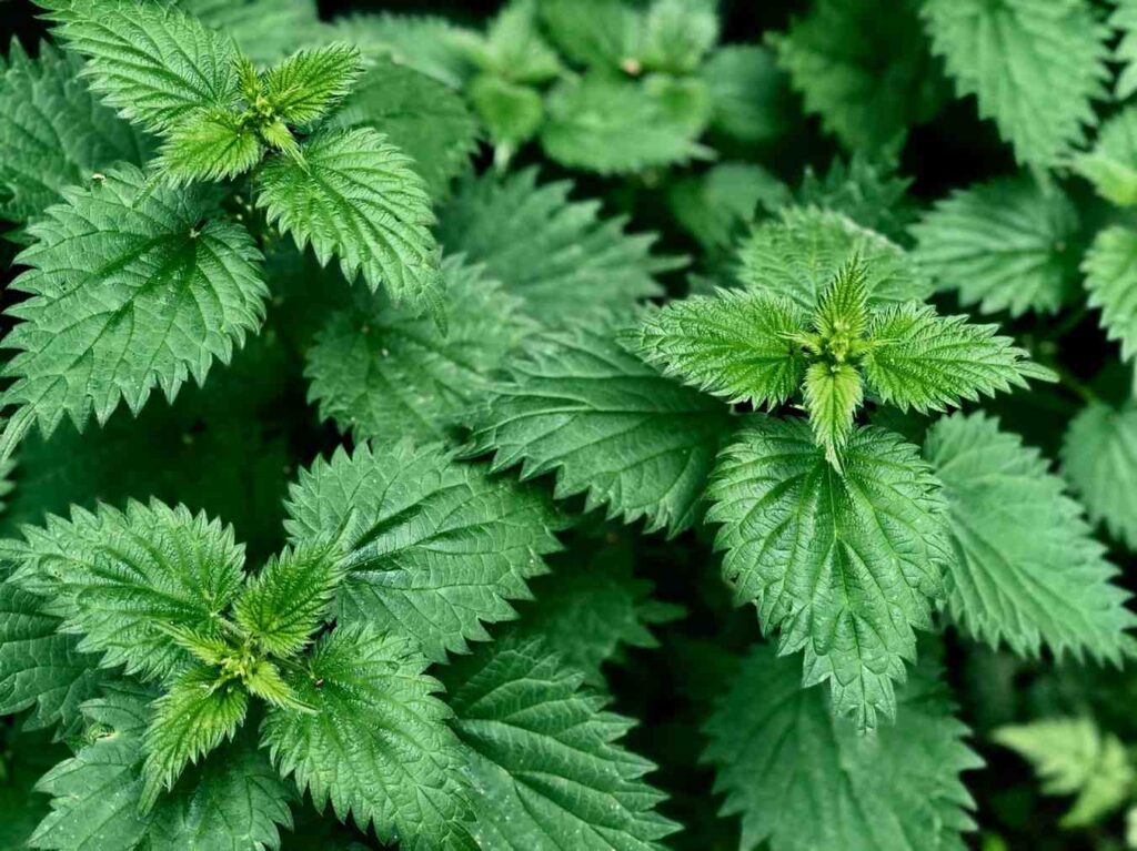 Nettle leaves fresh plan