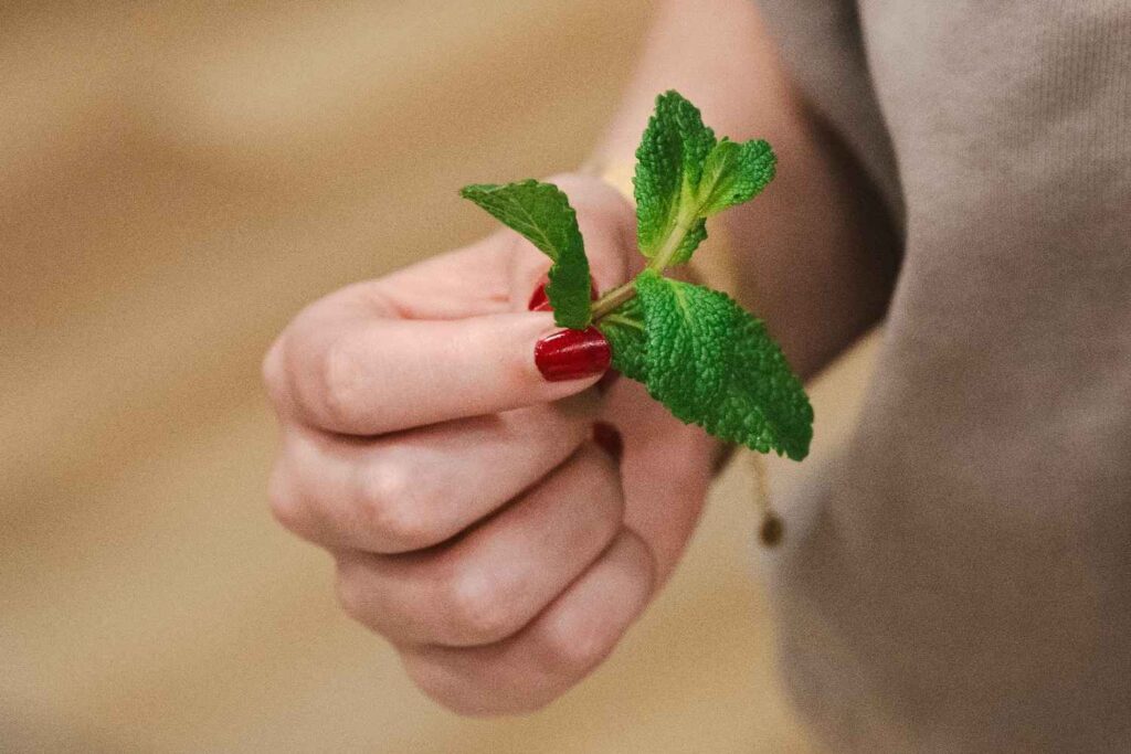 Fresh green peppermint leaves 